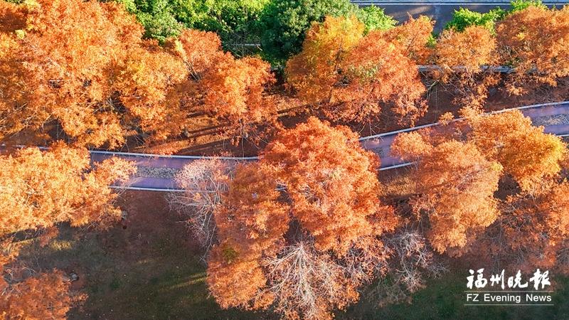 福州多处水杉林&ldquo;红&rdquo;了