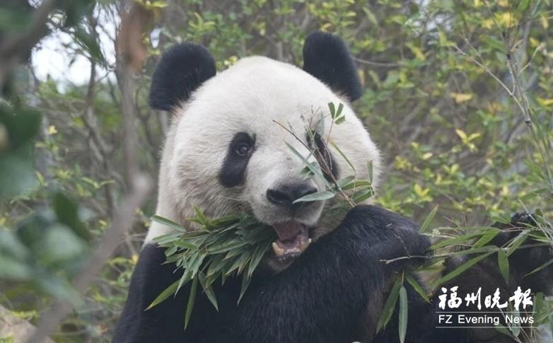 吃得饱,睡得香,玩得欢!大熊猫在福州新家生活惬意 吃得饱,睡得香,玩得欢!大熊猫在福州新家生活惬意