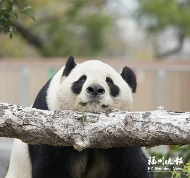 吃得饱,睡得香,玩得欢!大熊猫在福州新家生活惬意 吃得饱,睡得香,玩得欢!大熊猫在福州新家生活惬意