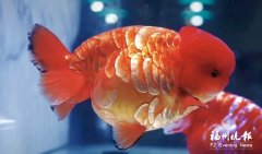 
广州市花都区人民医院黄牛号贩子票贩子代网上预约代挂号电话十六载匠心育