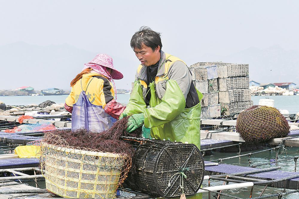 30年养殖，3.75万吨年产量，33亿元年产值！罗源“鲍富”新渔歌