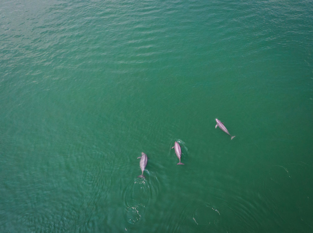 
广州市越秀区中医医院黄牛号贩子票贩子代网上预约代挂号电话长江禁渔五年，发生了哪些变化？