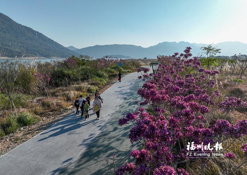 紫花风铃木定格冬日美景