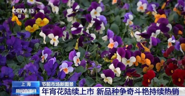
济南市儿童医院孙晓卫赵秀侠马香窦芬芬于淑娟黄牛挂号电话节前年宵花陆续上市 龙灯迎来产销旺季
