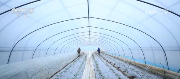 
中关村医院黄牛号贩子票贩子代网上预约代挂号电话多措并举应对寒潮低温天气 各地保障蔬菜生产守护百姓“菜篮子”