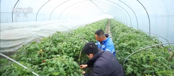 
中关村医院黄牛号贩子票贩子代网上预约代挂号电话多措并举应对寒潮低温天气 各地保障蔬菜生产守护百姓“菜篮子”