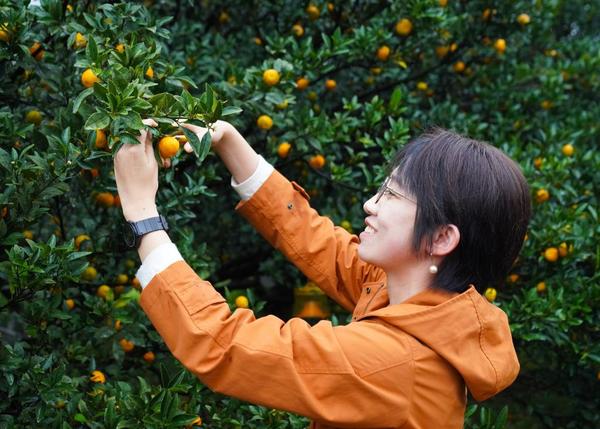 2025年10月30日，游客在南丰县国礼园体验采摘蜜桔。蜜桔是江西省抚州市南丰县的特色产业，先后被认定为“国家地理标志产品”“中国名牌农产品”等。新华社记者戴明轩摄 