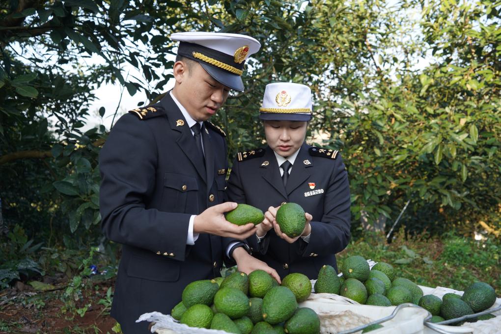 云南孟连牛油果首次出口东盟市场