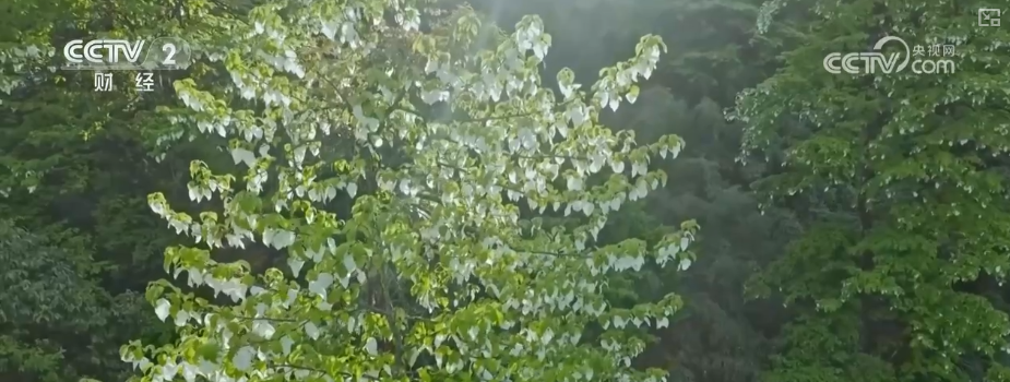 
上海交通大学医学院附属新华医院崔心刚曲发军黄云腾华丽房定珠马杰周莹吕凡王奕黄牛挂号电话向“好”向“新”向“绿”，新突破！多领域捷报频传 经济发展“新”动力更足