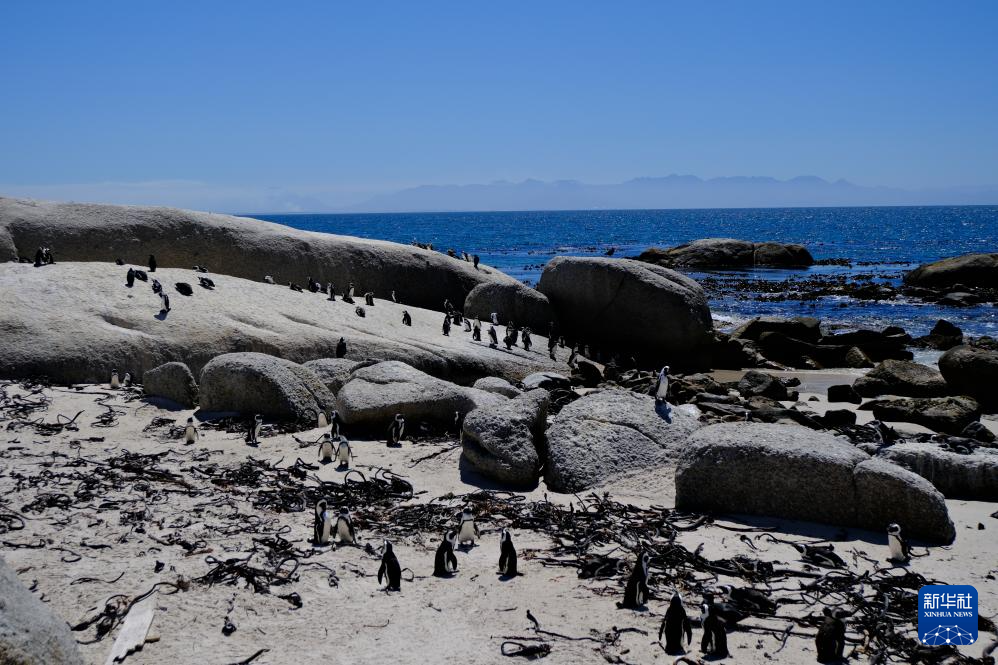 南非极度濒危的非洲企鹅正面临禽流感威胁