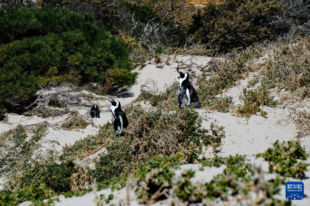 南非极度濒危的非洲企鹅正面临禽流感威胁