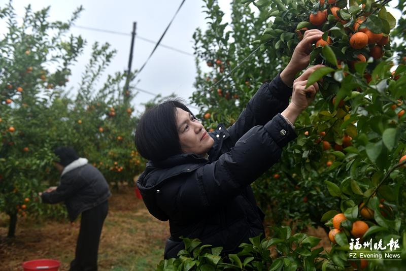 政企合力打造“一起起步”品牌 罗源砂糖橘“甜”进农人心