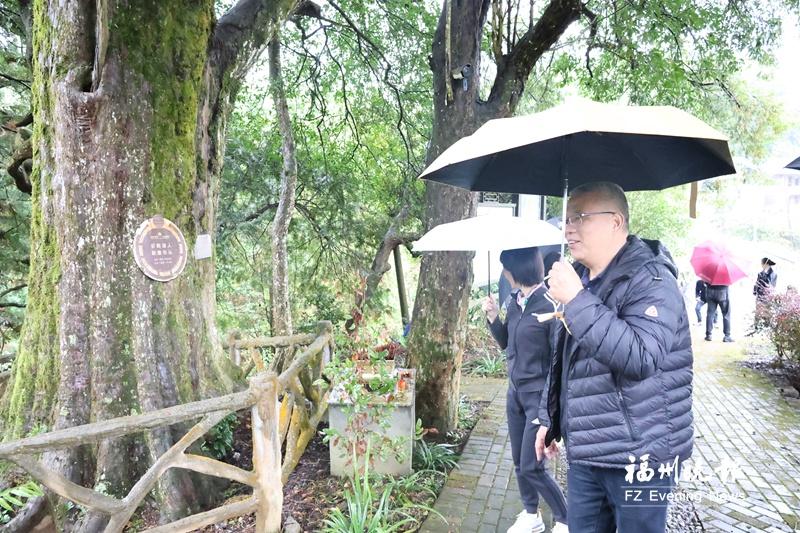 闽清法院为古树名木筑牢生态屏障 以司法力量守护“有生命的文物”