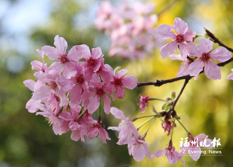 茶亭公园樱花季启幕 花期持续至3月下旬