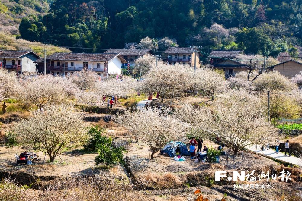 永泰奏响“梅”好产业三重奏