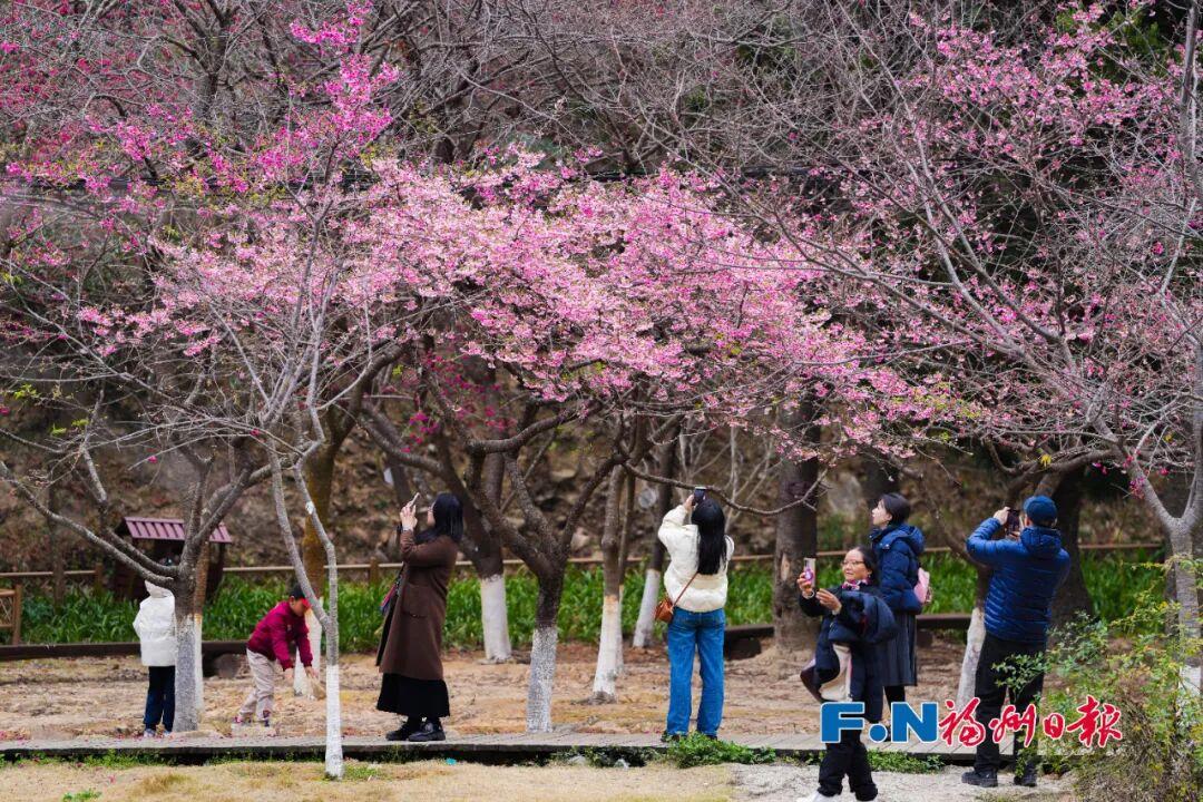 好美！福州植物园开启赏樱季