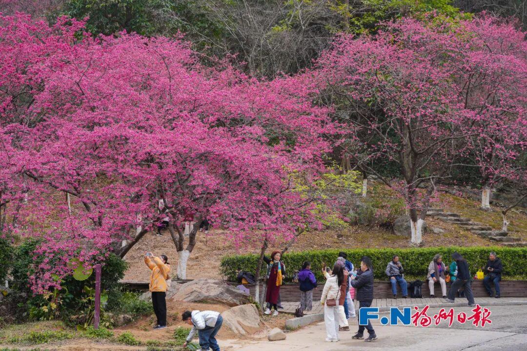 好美！福州植物园开启赏樱季