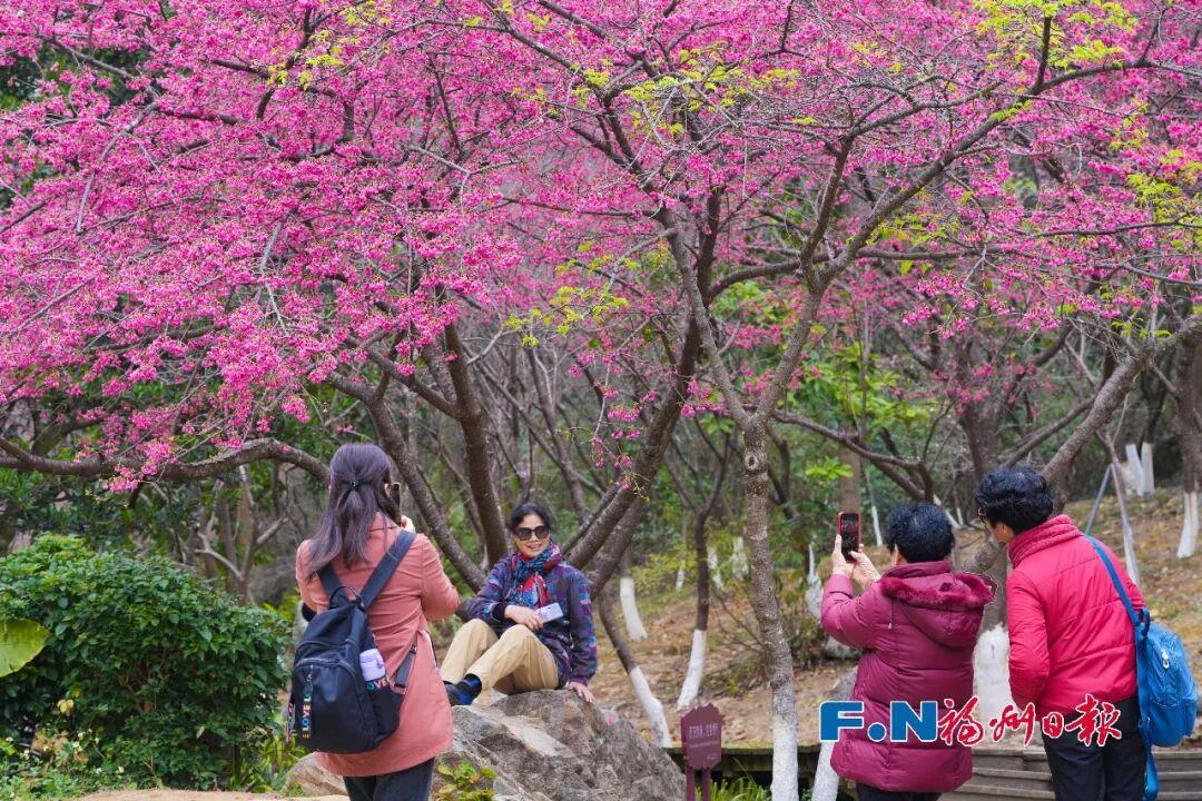 好美！福州植物园开启赏樱季