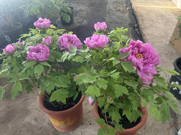 
上海市中医医院黄牛号贩子票贩子代网上预约代挂号电话探访新春年货寄递一线：年货消费活力旺 快递护航年货经济顺畅运行