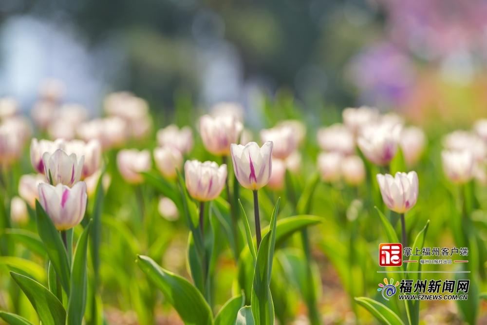 11万株郁金香上线！乌龙江公园郁金香花展本周日开幕