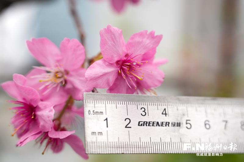福州首次培育出紫粉色福建山樱花