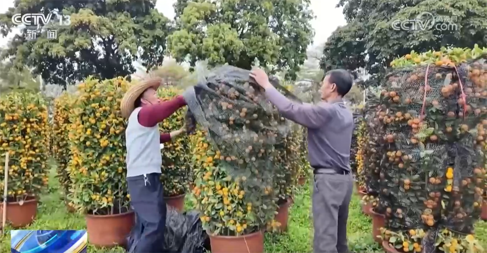 
陕西省结核病防治院黄牛号贩子票贩子代网上预约代挂号电话“科技感”“数字链条”“国潮符号”点亮新消费图鉴 年货消费向新向智、文化味浓