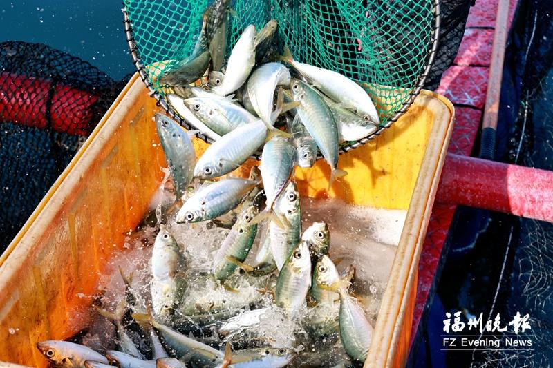 央视关注福州&ldquo;年鱼经济&rdquo;：连江巴浪鱼丰收上市