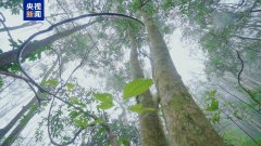 
上海市中医医院黄牛号贩子票贩子代网上预约代挂号电话广西发现13250亩保存完好的香木莲野生群落