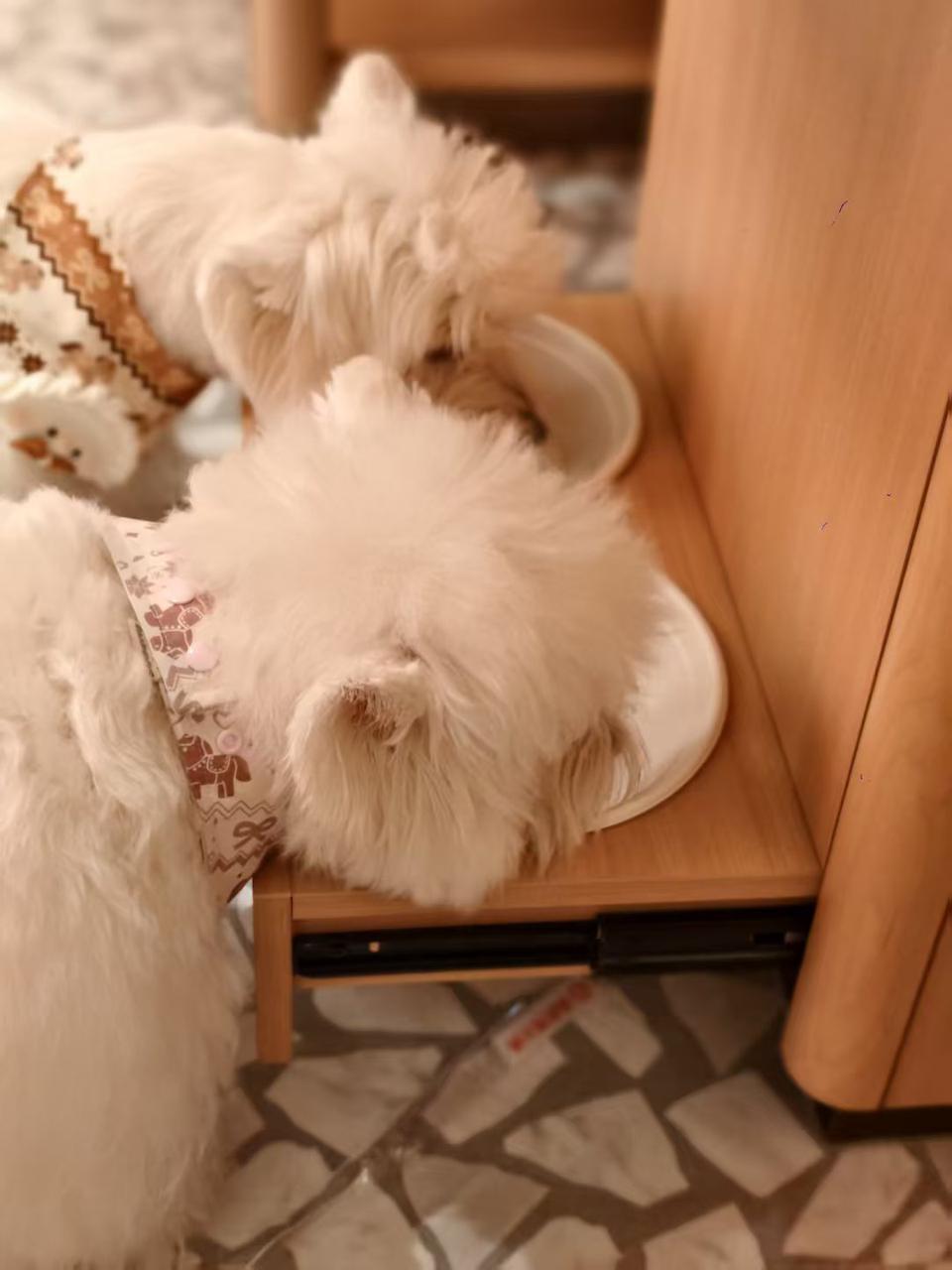 
陆军军医大学新桥医院杨鹰易善红方针强马丹肖卫东黄牛挂号电话海底捞宠物友好主题店落户苏州 创新场景开启“与宠相伴”火锅新体验