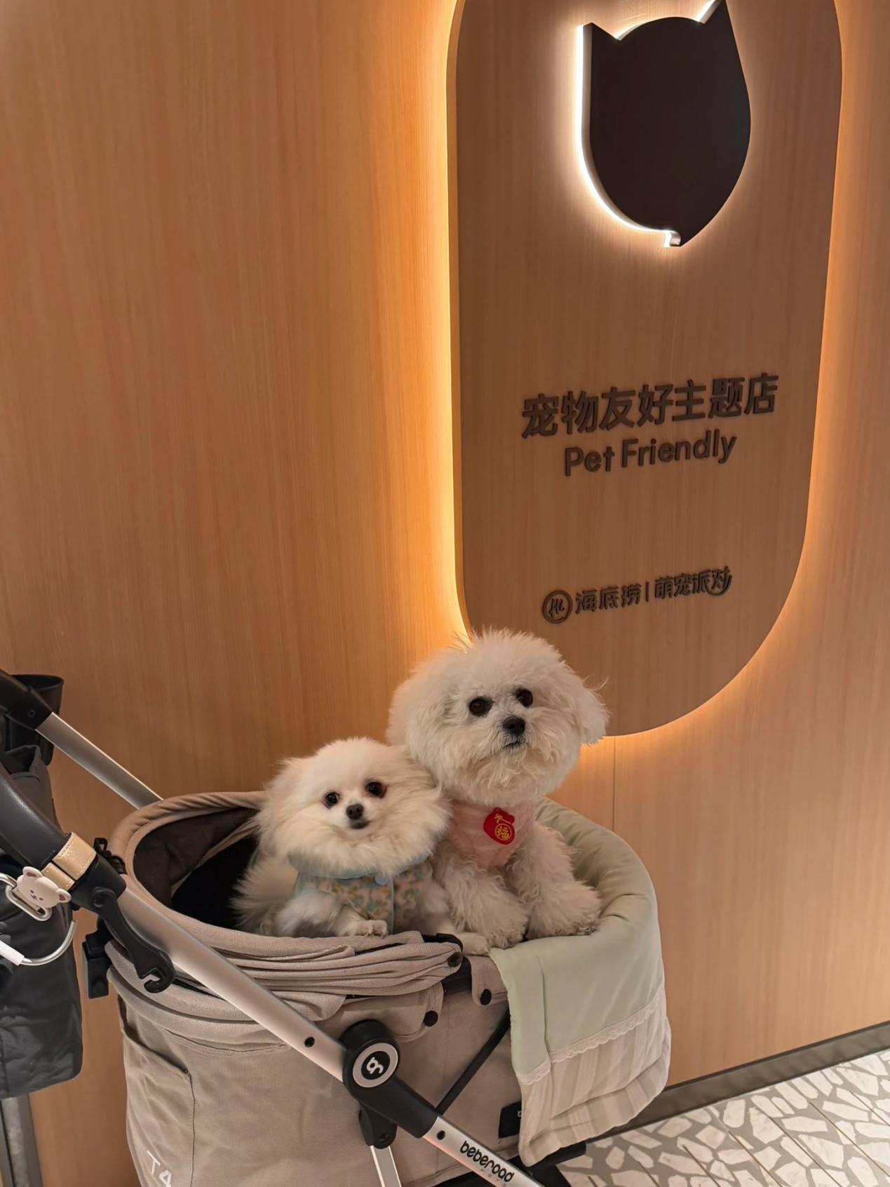 
陆军军医大学新桥医院杨鹰易善红方针强马丹肖卫东黄牛挂号电话海底捞宠物友好主题店落户苏州 创新场景开启“与宠相伴”火锅新体验