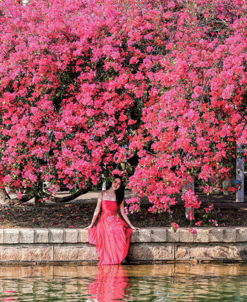 厦门：三角梅“瀑布”迎新春