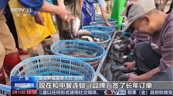 
天津医科大学总医院罗营天邦茂黄牛挂号电话“一条鱼游出一条产业链”，央视聚焦“鱼你模式”