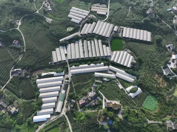 
四川成都华西医院黄牛挂号电话恒丰银行为新春“肉篮子”添“金”