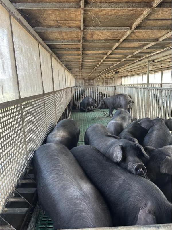 
四川成都华西医院黄牛挂号电话恒丰银行为新春“肉篮子”添“金”