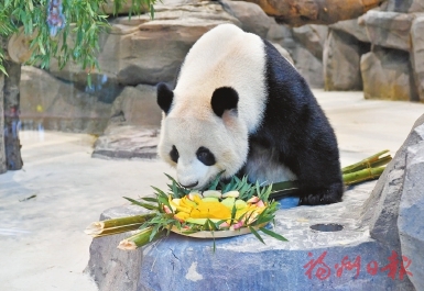 首次在榕过年　5只大熊猫畅享闽味大餐