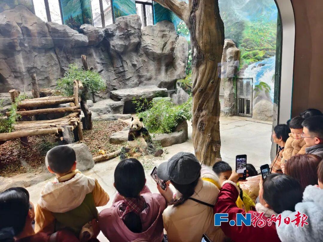 熊猫马年迎游客！福州“福”气满满！