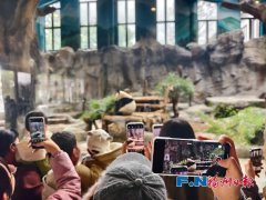 
中山大学附属第一医院黄牛号贩子票贩子代网上预约代挂号电话熊猫马年迎游