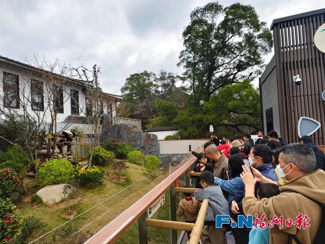 熊猫马年迎游客！福州“福”气满满！