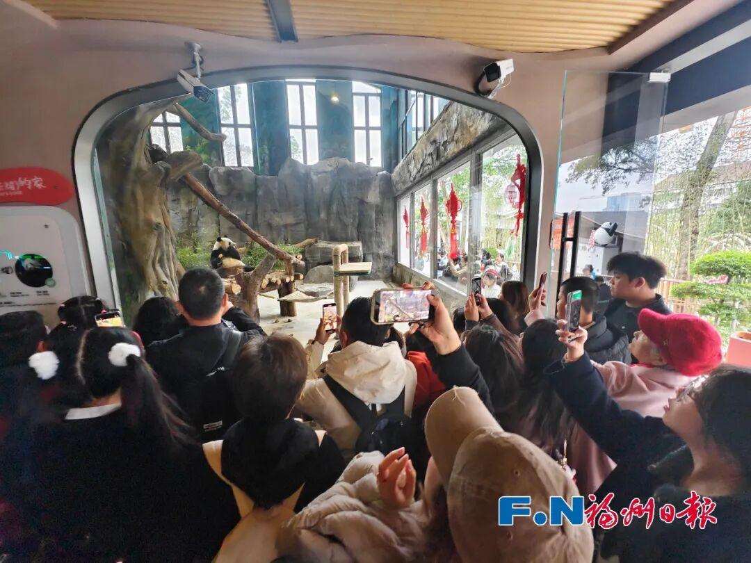 熊猫马年迎游客！福州“福”气满满！