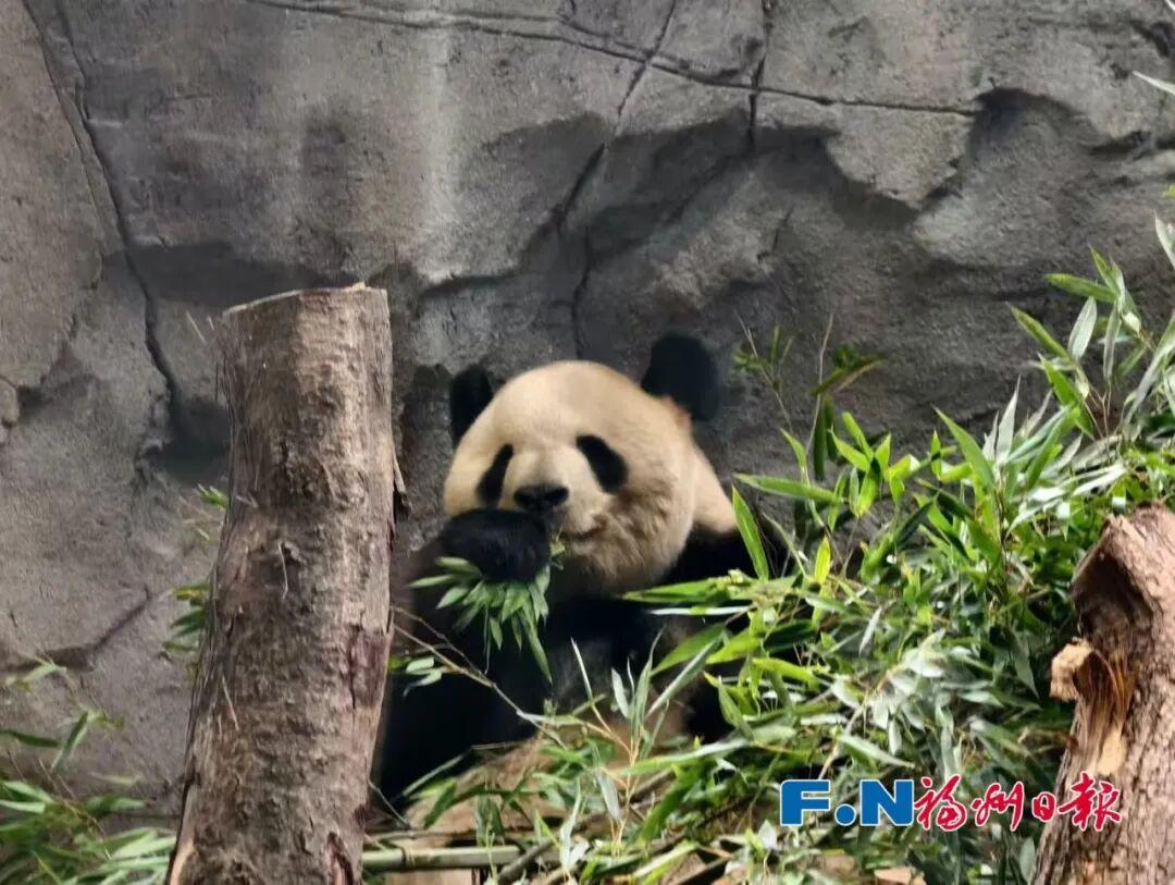 熊猫马年迎游客！福州“福”气满满！
