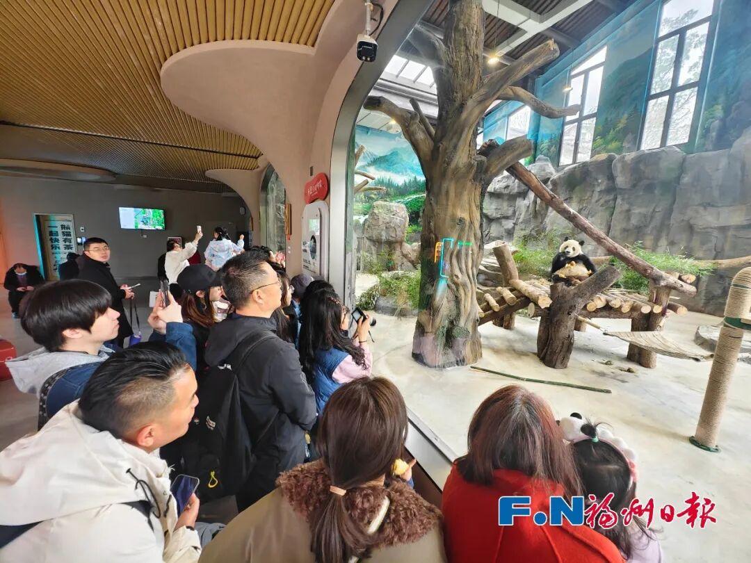 熊猫马年迎游客！福州“福”气满满！