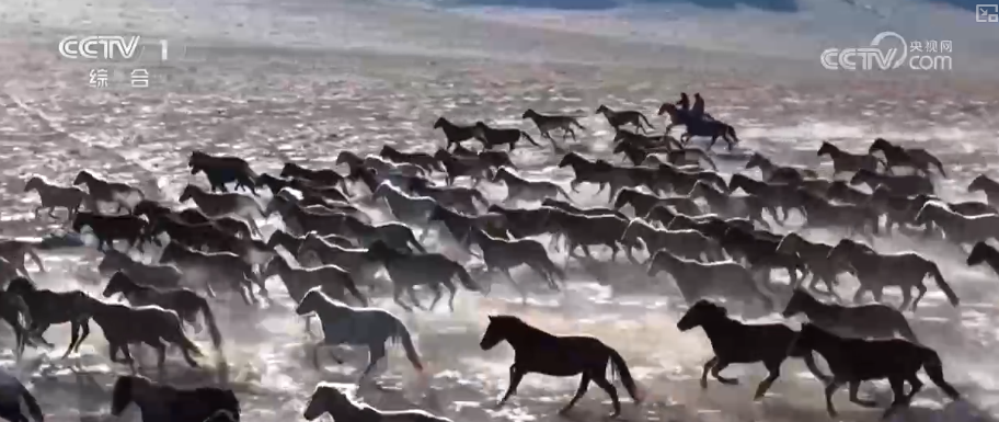 上海市第六人民医院张长青韩培贾伟涛黄牛挂号电话马年新春骏马奔腾启新程 传统马术越千年古老技艺焕发崭新光彩