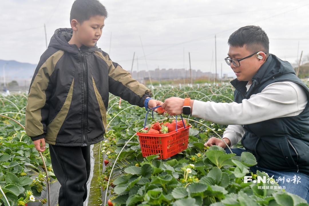 福州罗源：甜心草莓园迎来新春采摘热