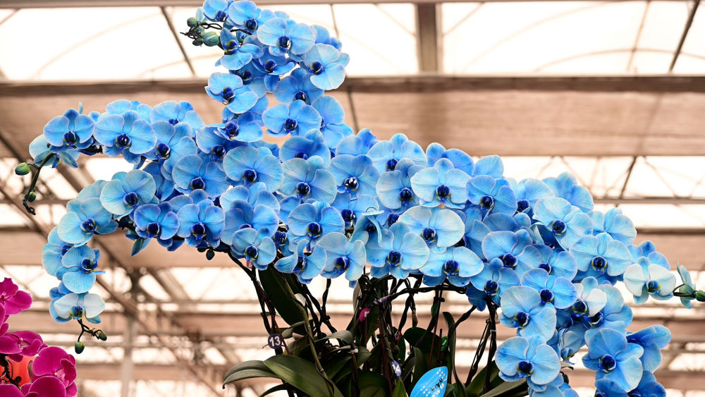 
上海复旦大学肿瘤医院黄牛号贩子票贩子代网上预约代挂号电话新春走基层｜年宵花开，日子更红火