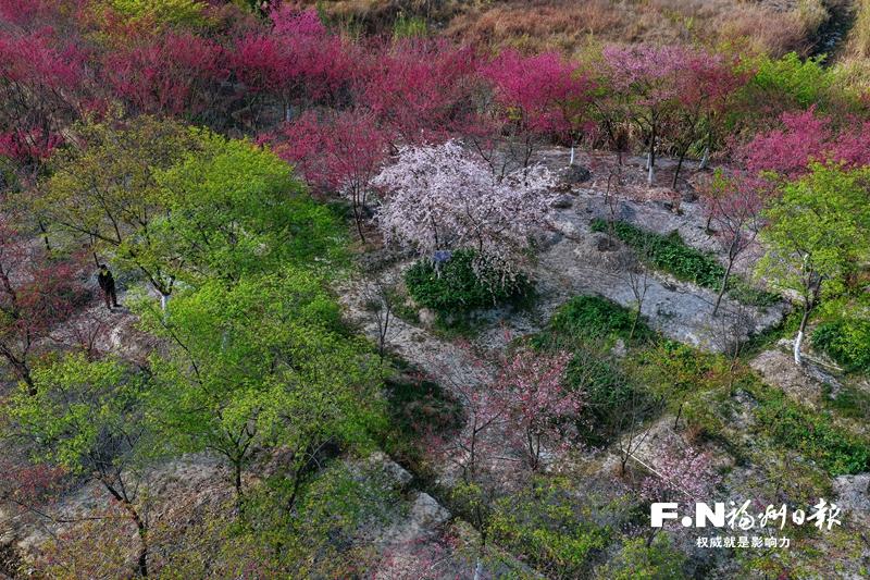 连江丹樱农场上新 自主培育&ldquo;樱花瀑布&rdquo;惊艳绽放