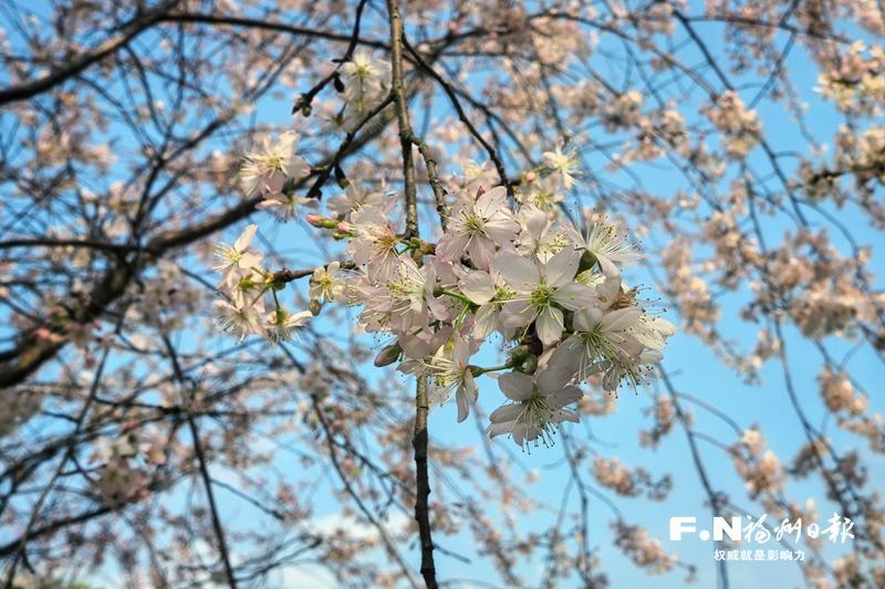 连江丹樱农场上新 自主培育&ldquo;樱花瀑布&rdquo;惊艳绽放