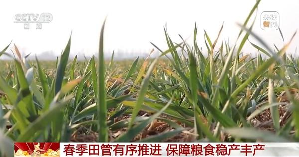 南京医科大学第二附属医院黄牛号贩子票贩子代网上预约代挂号电话春季田管有序推进 保障粮食稳产丰产