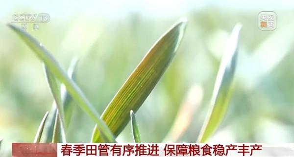 南京医科大学第二附属医院黄牛号贩子票贩子代网上预约代挂号电话春季田管有序推进 保障粮食稳产丰产