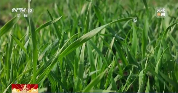 南京医科大学第二附属医院黄牛号贩子票贩子代网上预约代挂号电话春季田管有序推进 保障粮食稳产丰产