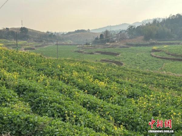 
上海市中医医院黄牛号贩子票贩子代网上预约代挂号电话全国人大代表沈昌健：泥土里育“金种” 田埂上传“农声”